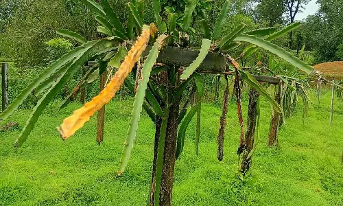 Udupi : लगातार बारिश से बागवानी किसान परेशान