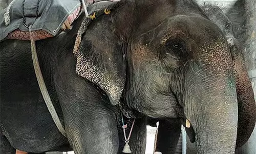 Kerala : मंदिर के हाथी ने दो हाथियों पर हमला किया; एक की मौत, दूसरे की हालत गंभीर Kerala : मंदिर के हाथी ने दो हाथियों पर हमला किया; एक की मौत, दूसरे की हालत गंभीर