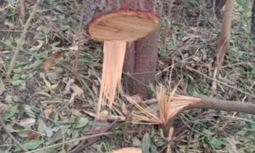 Pushpabhai ने पाषाण स्थित एनसीएल परिसर से सात चंदन के पेड़ चुराए