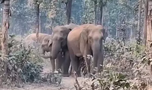 Bankura में 25 हाथियों के उत्पात से कई किसान प्रभावित Bankura में 25 हाथियों के उत्पात से कई किसान प्रभावित