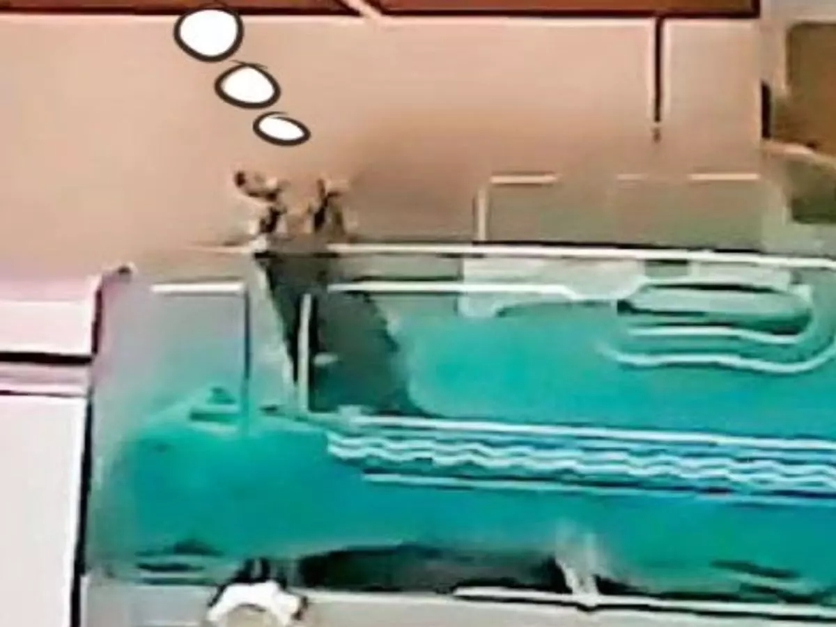 Indore: NICU वार्ड में नवजातों पर चूहों का हमला Indore: NICU वार्ड में नवजातों पर चूहों का हमला