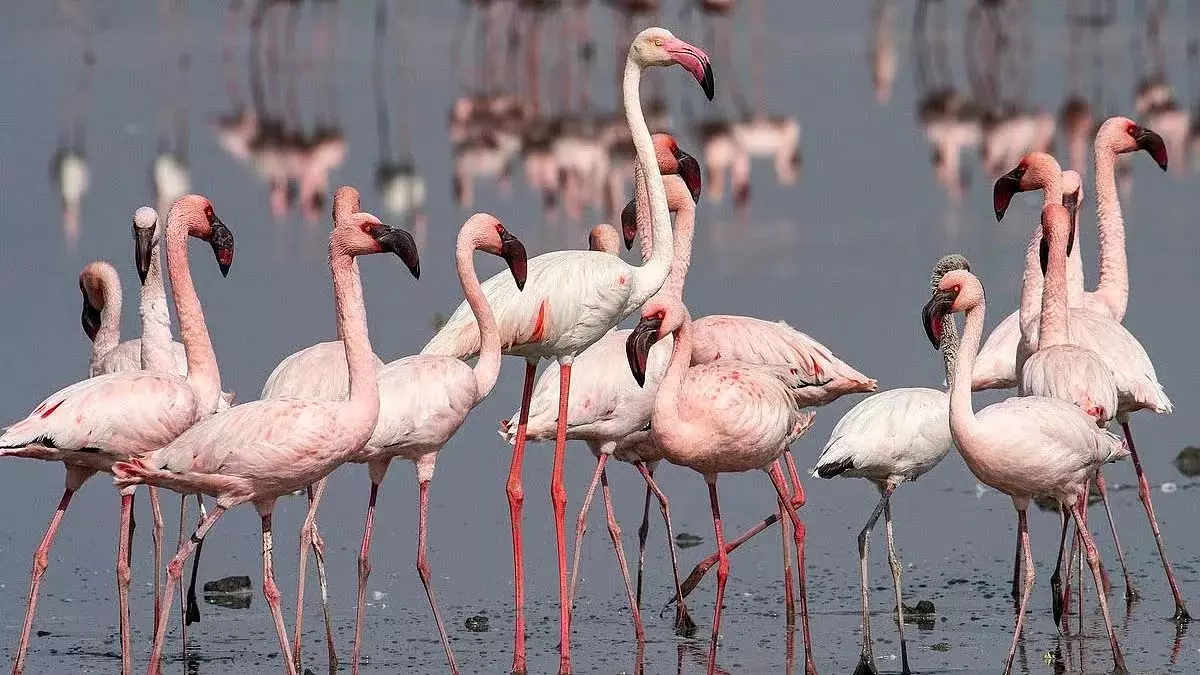 Nashik : खड़क मालेगांव बांध पर सुबह-सुबह पहुंचे फ्लेमिंगो, पक्षी प्रेमियों को किया प्रसन्न Nashik : खड़क मालेगांव बांध पर सुबह-सुबह पहुंचे फ्लेमिंगो, पक्षी प्रेमियों को किया प्रसन्न