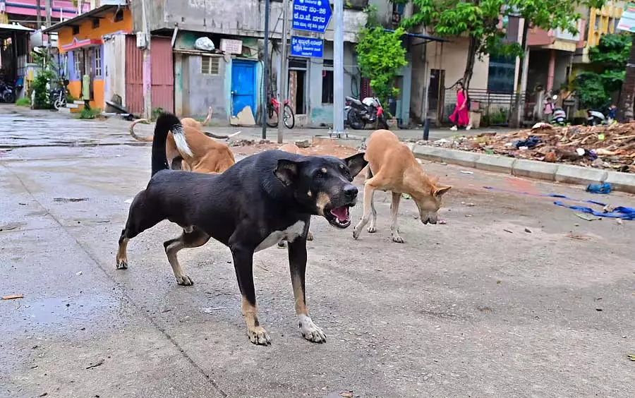जंगली कुत्तों के लिए निगरानी केंद्र स्थापित करें: पाटिल ने अधिकारियों को निर्देश दिया जंगली कुत्तों के लिए निगरानी केंद्र स्थापित करें: पाटिल ने अधिकारियों को निर्देश दिया