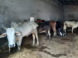 Bareilly: गोशाला की हालत पर अधिकारी ने जताई चिंता Bareilly: गोशाला की हालत पर अधिकारी ने जताई चिंता