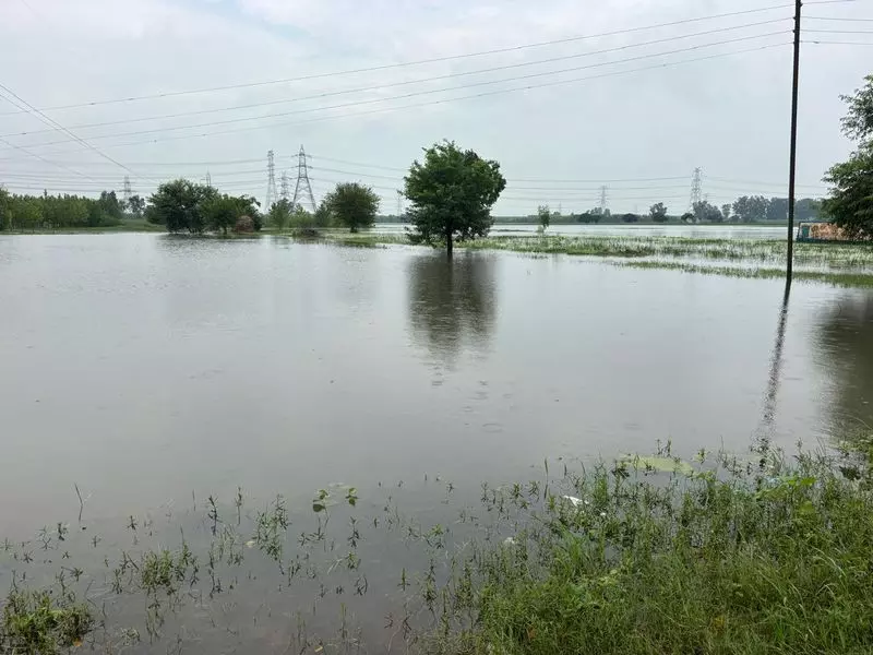 Haryana : ग्राउंड रिपोर्ट इस मानसून यमुनानगर के खेतों में जलभराव से तबाही Haryana : ग्राउंड रिपोर्ट इस मानसून यमुनानगर के खेतों में जलभराव से तबाही