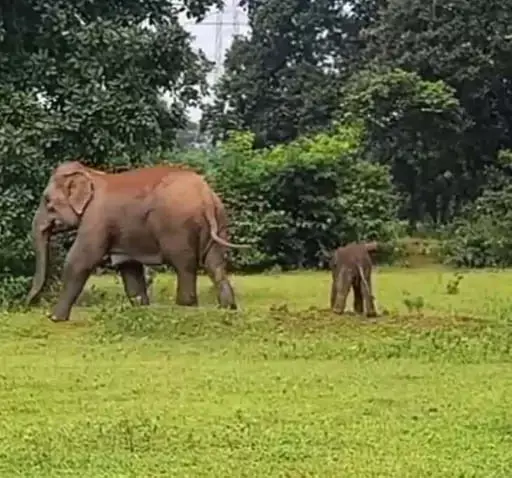 रायगढ़ में हथिनी ने बेबी एलीफेंट को दिया जन्म रायगढ़ में हथिनी ने बेबी एलीफेंट को दिया जन्म