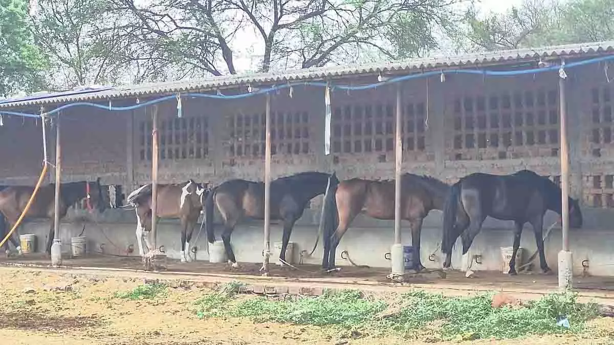 Jabalpur: रहस्यमय हालात में 19 घोड़ों की मौत, जांच शुरू Jabalpur: रहस्यमय हालात में 19 घोड़ों की मौत, जांच शुरू