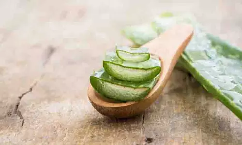 Aloe Vera :त्वचा और बालों के लिए एलोवेरा के उपयोग के सिद्ध लाभ Aloe Vera :त्वचा और बालों के लिए एलोवेरा के उपयोग के सिद्ध लाभ