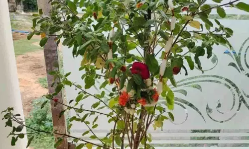 Tulsi Puja on Ekadashi: धन-समृद्धि के लिए एकादशी पर कैसे करें तुलसी पूजा