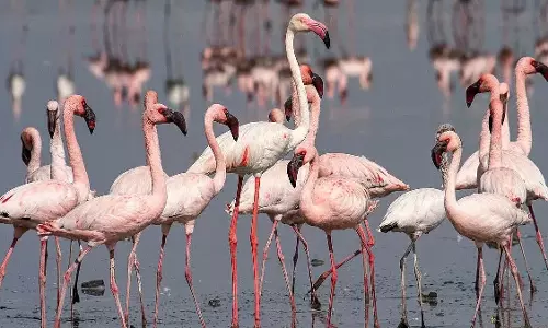 Nashik : खड़क मालेगांव बांध पर सुबह-सुबह पहुंचे फ्लेमिंगो, पक्षी प्रेमियों को किया प्रसन्न Nashik : खड़क मालेगांव बांध पर सुबह-सुबह पहुंचे फ्लेमिंगो, पक्षी प्रेमियों को किया प्रसन्न