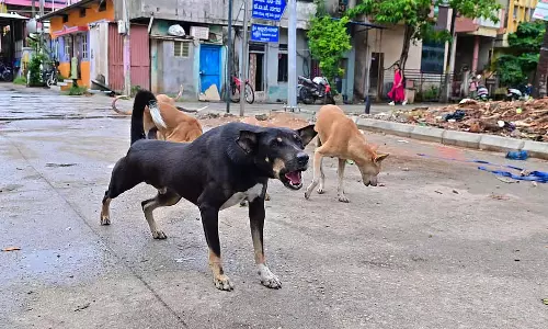 जंगली कुत्तों के लिए निगरानी केंद्र स्थापित करें: पाटिल ने अधिकारियों को निर्देश दिया