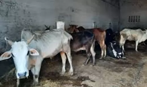 Bareilly: गोशाला की हालत पर अधिकारी ने जताई चिंता Bareilly: गोशाला की हालत पर अधिकारी ने जताई चिंता