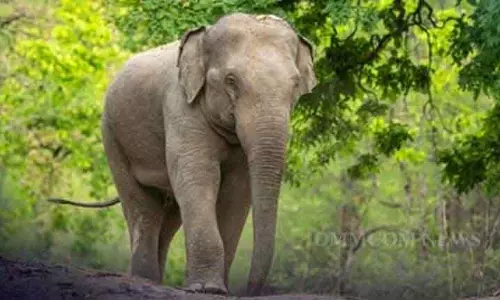 Dhenkanal के हिंडोल में हाथी ने व्यक्ति को कुचलकर मार डाला