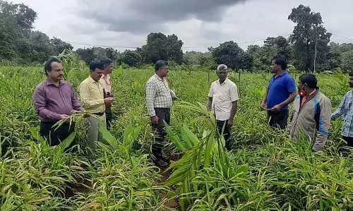 अदरक पर पत्ती धब्बा: प्रबंधन सलाह