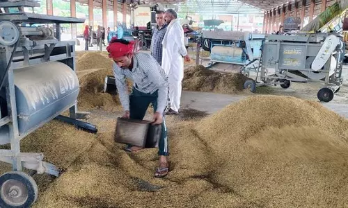 Karnal : छह अनाज मंडियों में पूसा बासमती 1509 की आवक में तेजी Karnal : छह अनाज मंडियों में पूसा बासमती 1509 की आवक में तेजी