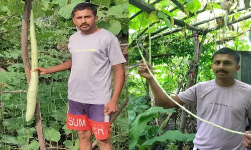 किसान ने लौकी और बरबटी लगाकर बनाया रिकॉर्ड, एक 6 फीट लंबी और दूसरी सवा 3 फीट किसान ने लौकी और बरबटी लगाकर बनाया रिकॉर्ड, एक 6 फीट लंबी और दूसरी सवा 3 फीट