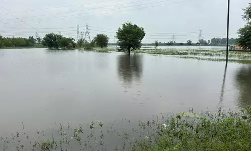 Haryana : ग्राउंड रिपोर्ट इस मानसून यमुनानगर के खेतों में जलभराव से तबाही