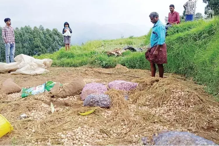 Kerala : कंथल्लूर में हाथियों ने लहसुन की फसल नष्ट की गुस्साए किसानों ने वन अधिकारियों को हिरासत में लिया Kerala : कंथल्लूर में हाथियों ने लहसुन की फसल नष्ट की गुस्साए किसानों ने वन अधिकारियों को हिरासत में लिया