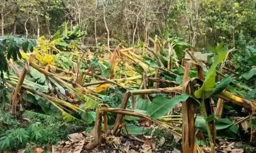 Kerala : फसल नुकसान झेल रहे किसानों को ओणम पर कोई सहायता नहीं Kerala : फसल नुकसान झेल रहे किसानों को ओणम पर कोई सहायता नहीं