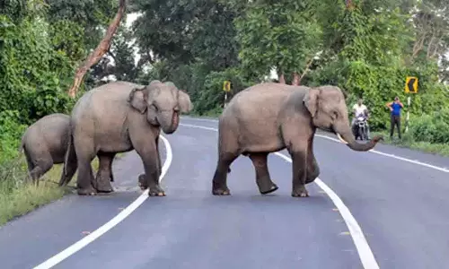 Coimbatore: बढ़ा मानव-हाथी संघर्ष, वन रक्षकों की भारी कमी