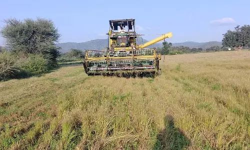 हल्की बारिश; सावा की कटाई में बाधा हल्की बारिश; सावा की कटाई में बाधा