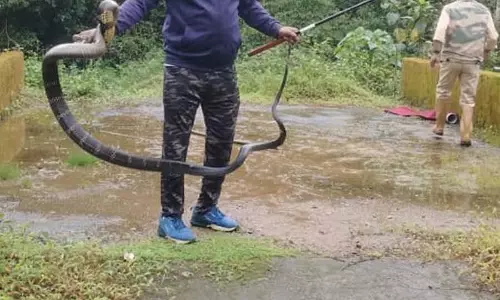 Hassan : 12 फुट लंबा कलिंगा सांप पकड़ा गया Hassan : 12 फुट लंबा कलिंगा सांप पकड़ा गया