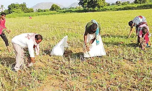 Andhra : प्याज की कीमतों में भारी गिरावट से किसान चिंतित