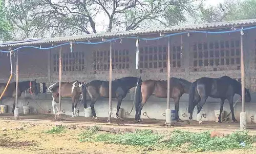 Jabalpur: रहस्यमय हालात में 19 घोड़ों की मौत, जांच शुरू