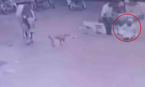 UP: अमरोहा में आवारा सांड ने युवक को पटक दिया