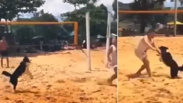 कुत्ते को जीत का एहसास, बीच Volleyball के दौरान जश्न मनाया
