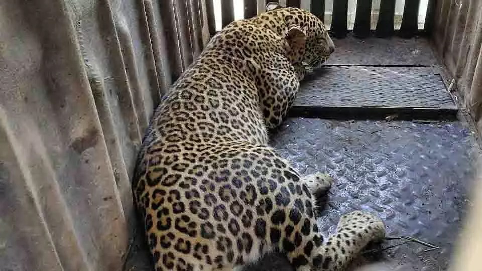 Nashik: वडनेर दुमाला में बच्चे पर हमले के बाद तीसरा तेंदुआ पकड़ा गया Nashik: वडनेर दुमाला में बच्चे पर हमले के बाद तीसरा तेंदुआ पकड़ा गया