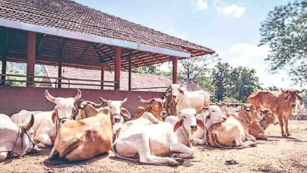 पशु कल्याण के लिए नई पहल, गोशाला नीति से आएगा बदलाव पशु कल्याण के लिए नई पहल, गोशाला नीति से आएगा बदलाव