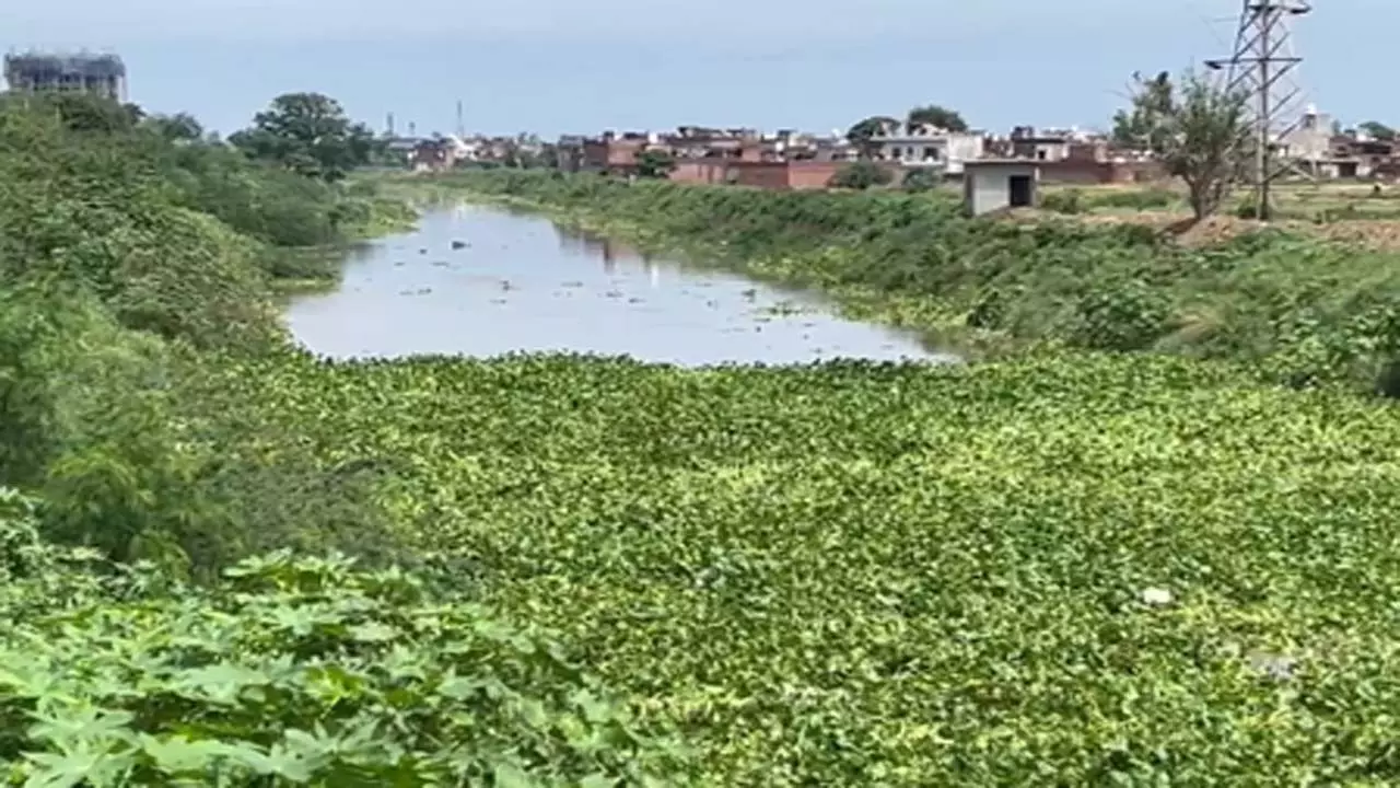 पटियाला में घग्गर नदी का जलस्तर बढ़ने से अलर्ट, बाढ़ के खतरे से दहशत पटियाला में घग्गर नदी का जलस्तर बढ़ने से अलर्ट, बाढ़ के खतरे से दहशत
