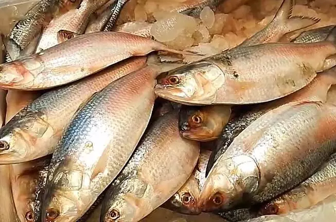 बंगाल में हिलसा की फसल लुप्त, गुजरात का चांदी का दाना आ रहा; कम कीमतों का असर बंगाल में हिलसा की फसल लुप्त, गुजरात का चांदी का दाना आ रहा; कम कीमतों का असर