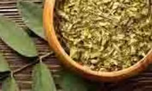 curry Leaves Health Benefits: बासी मुंह चबाएं ये फ्री में मिलने वाला पत्ता, कोलेस्ट्रॉल से लेकर शुगर रहेगा कंट्रोल curry Leaves Health Benefits: बासी मुंह चबाएं ये फ्री में मिलने वाला पत्ता, कोलेस्ट्रॉल से लेकर शुगर रहेगा कंट्रोल