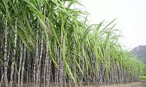 Lucknow: पेराई नीति में छोटे किसानों को बढ़त