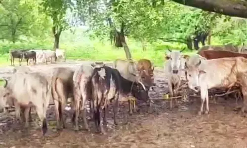 Keonjhar में तस्करी के दौरान 174 मवेशियों को बचाया गया, 11 हिरासत में लिए गए