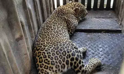Nashik: वडनेर दुमाला में बच्चे पर हमले के बाद तीसरा तेंदुआ पकड़ा गया Nashik: वडनेर दुमाला में बच्चे पर हमले के बाद तीसरा तेंदुआ पकड़ा गया