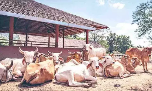 पशु कल्याण के लिए नई पहल, गोशाला नीति से आएगा बदलाव पशु कल्याण के लिए नई पहल, गोशाला नीति से आएगा बदलाव
