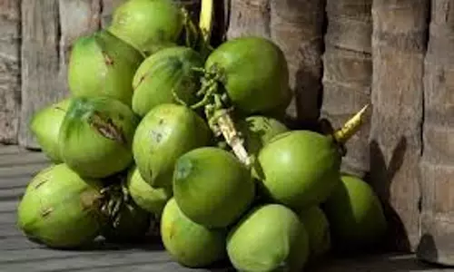 क्या Kerala के किसानों को नारियल की बढ़ती कीमतों से लाभ होगा क्या Kerala के किसानों को नारियल की बढ़ती कीमतों से लाभ होगा