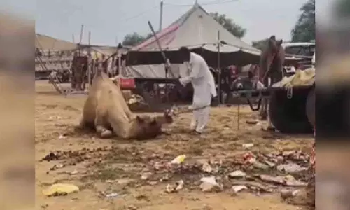 Rajasthan: सर्कस में जानवरों पर अत्याचार, ऊँट को पीटने की घटना सामने आई Rajasthan: सर्कस में जानवरों पर अत्याचार, ऊँट को पीटने की घटना सामने आई