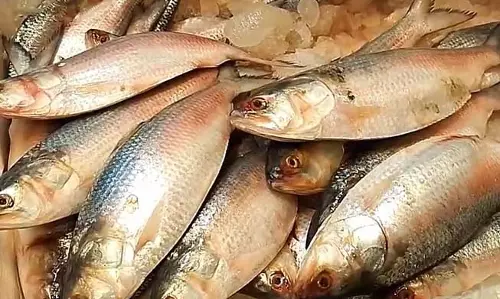 बंगाल में हिलसा की फसल लुप्त, गुजरात का चांदी का दाना आ रहा; कम कीमतों का असर