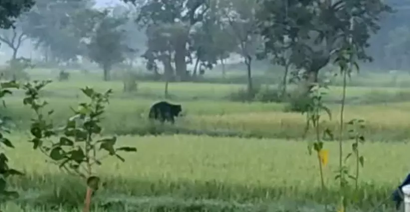 भालू हमले से महिला गंभीर, सिर पर गहरी चोंट आई भालू हमले से महिला गंभीर, सिर पर गहरी चोंट आई