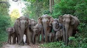 Jharkhand: जंगली हाथियों ने गांव में घुसकर किसान को कुचला Jharkhand: जंगली हाथियों ने गांव में घुसकर किसान को कुचला