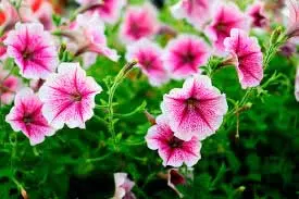 Gardening Tips: रंग-बिरंगे पेटूनिया फूलों से अपने घर में ताज़गी और सुंदरता लाएं Gardening Tips: रंग-बिरंगे पेटूनिया फूलों से अपने घर में ताज़गी और सुंदरता लाएं