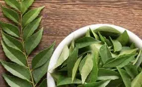 Curry Leaves Health Benefits: सुबह उठते ही रोज करें इस पत्ते का सेवन, होगा कमाल का असर Curry Leaves Health Benefits: सुबह उठते ही रोज करें इस पत्ते का सेवन, होगा कमाल का असर