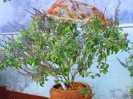 Bhadrapada Purnima 2025: भाद्रपद पूर्णिमा पर तुलसी का प्रयोग करने से हर समस्या का होगा समाधान और मिलेगा भगवान विष्णु का आशीर्वाद Bhadrapada Purnima 2025: भाद्रपद पूर्णिमा पर तुलसी का प्रयोग करने से हर समस्या का होगा समाधान और मिलेगा भगवान विष्णु का आशीर्वाद
