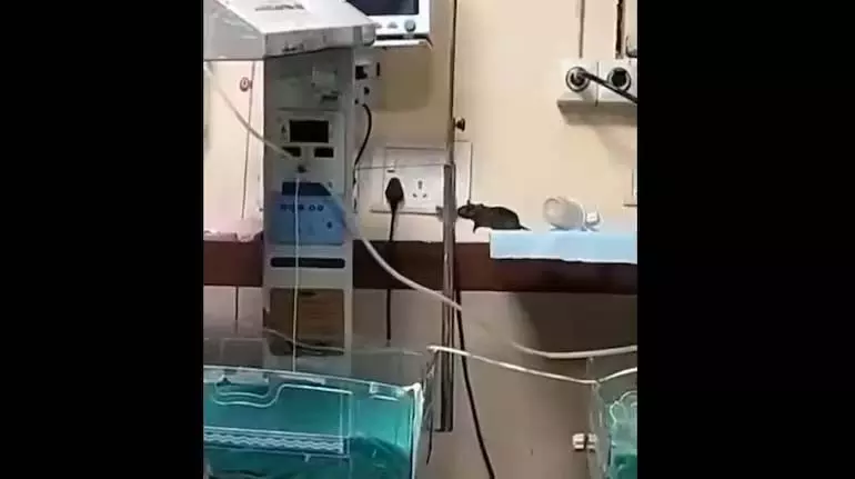 इंदौर के MY Hospital में चूहों के काटने से एक और नवजात की मौत इंदौर के MY Hospital में चूहों के काटने से एक और नवजात की मौत