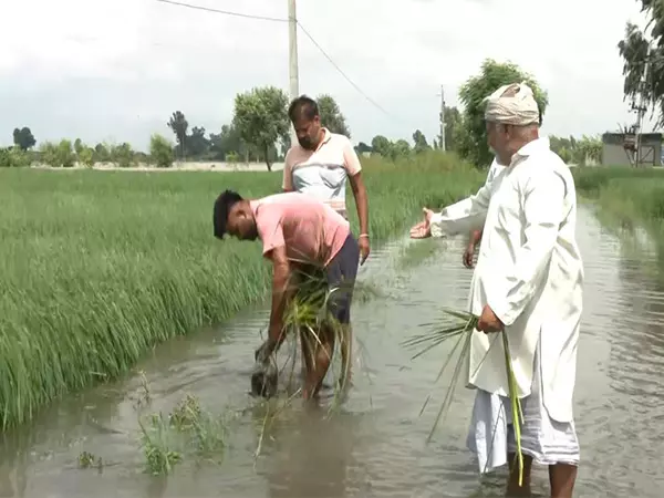 Fazilka में सतलुज नदी की बाढ़ से फसल बर्बाद, सरकार ने राहत केंद्र स्थापित किए Fazilka में सतलुज नदी की बाढ़ से फसल बर्बाद, सरकार ने राहत केंद्र स्थापित किए