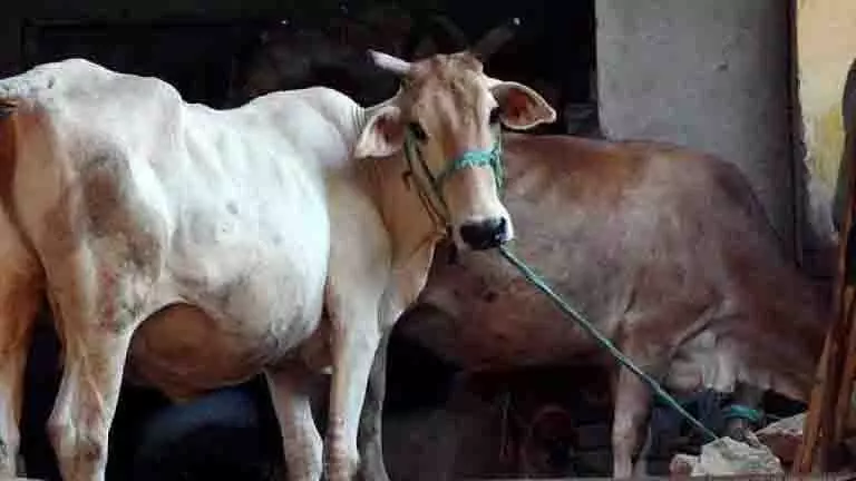 Jharkhand: मवेशियों की ‘सुरक्षात्मक हिरासत’, थाने को बनाना पड़ा गौशाला Jharkhand: मवेशियों की ‘सुरक्षात्मक हिरासत’, थाने को बनाना पड़ा गौशाला